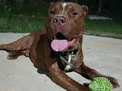 Cachorro raça Pit-Bull idade 2 anos nome Revoada