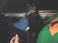Pantera 