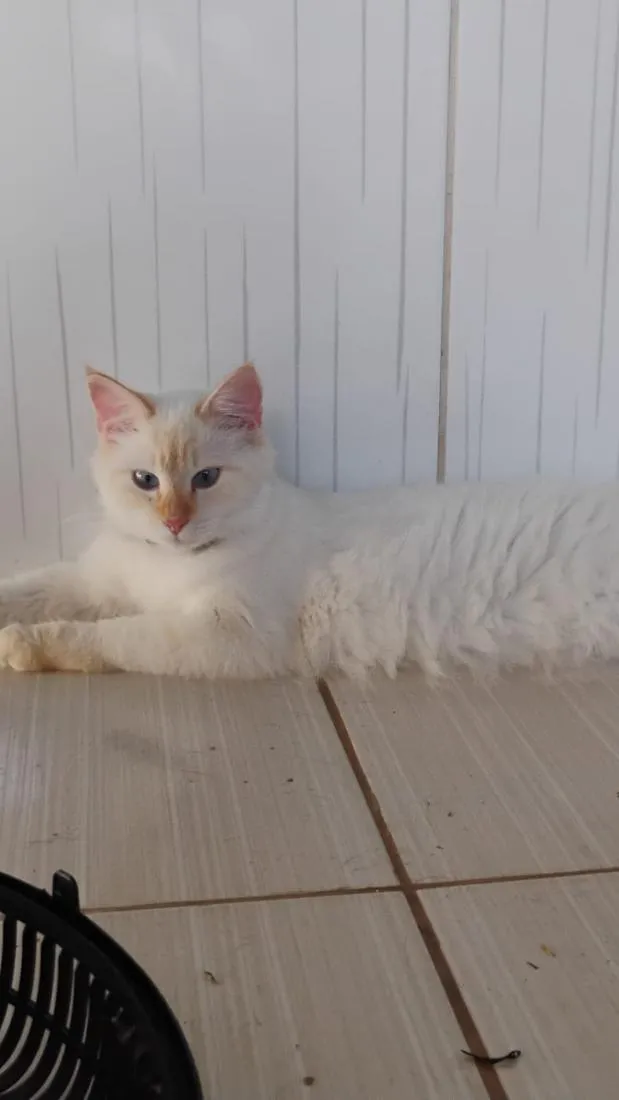 Gato raça SRD-ViraLata idade 2 anos nome blackout e duquesa