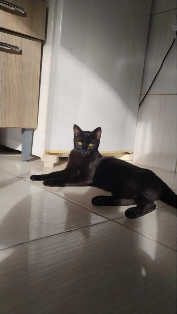Gato raça SRD-ViraLata idade 2 anos nome blackout e duquesa