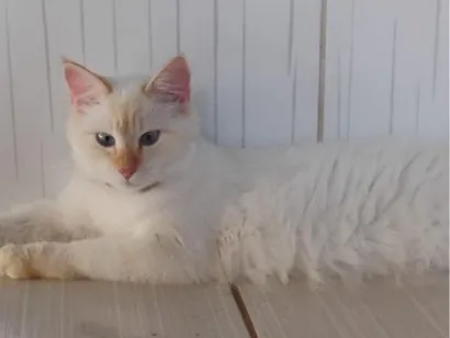 Gato raça SRD-ViraLata idade 2 anos nome blackout e duquesa