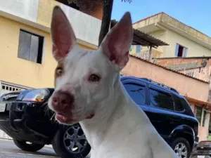 Cachorro raça Pit-Bull idade 1 ano nome Kyara