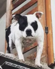 Petros