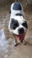 Petros