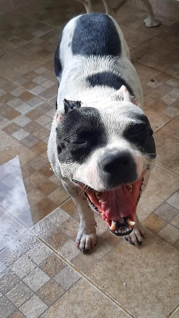 Cachorro raça Pit-Bull idade 6 ou mais anos nome Petros
