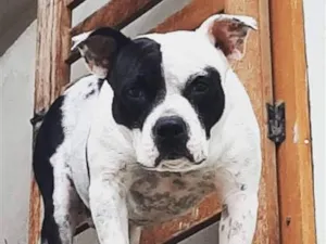 Cachorro raça Pit-Bull idade 6 ou mais anos nome Petros