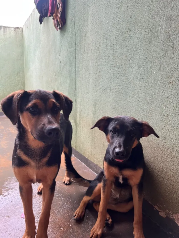 Cachorro raça SRD-ViraLata idade 2 a 6 meses nome pandora e pantera 