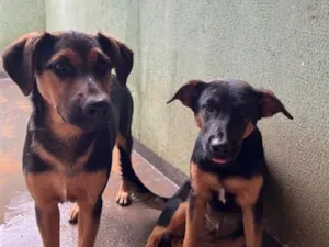 Cachorro raça SRD-ViraLata idade 2 a 6 meses nome pandora e pantera 