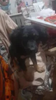 todi