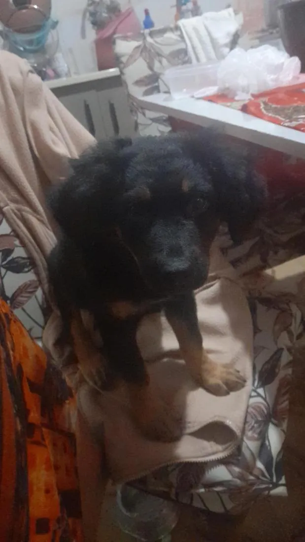 Cachorro raça Rottweiler idade Abaixo de 2 meses nome todi