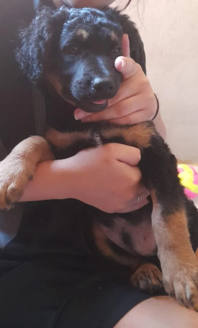 Cachorro raça Rottweiler idade Abaixo de 2 meses nome todi