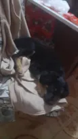 todi