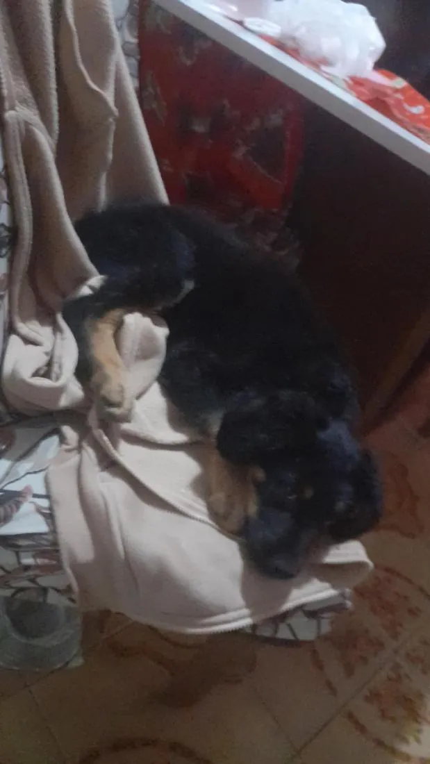 Cachorro raça Rottweiler idade Abaixo de 2 meses nome todi