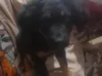 todi