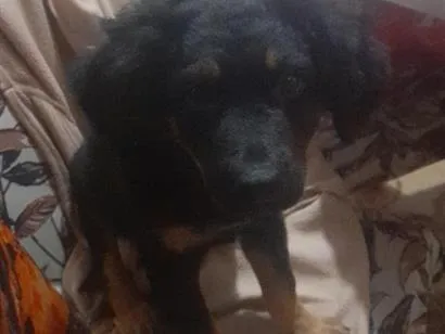 Cachorro raça Rottweiler idade Abaixo de 2 meses nome todi