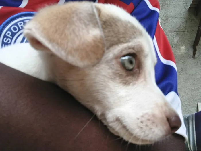 Cachorro raça SRD-ViraLata idade 2 a 6 meses nome Mabel