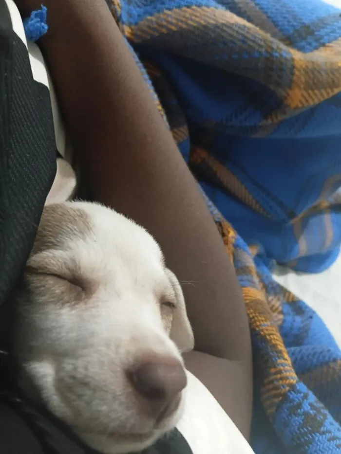 Cachorro raça SRD-ViraLata idade 2 a 6 meses nome Mabel