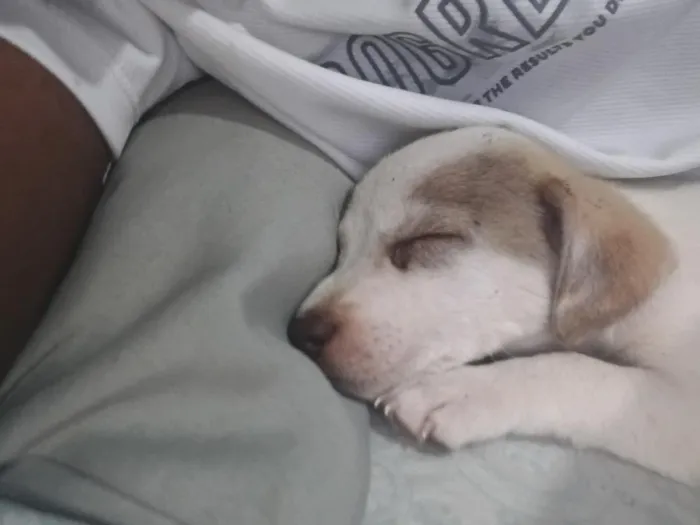 Cachorro raça SRD-ViraLata idade 2 a 6 meses nome Mabel
