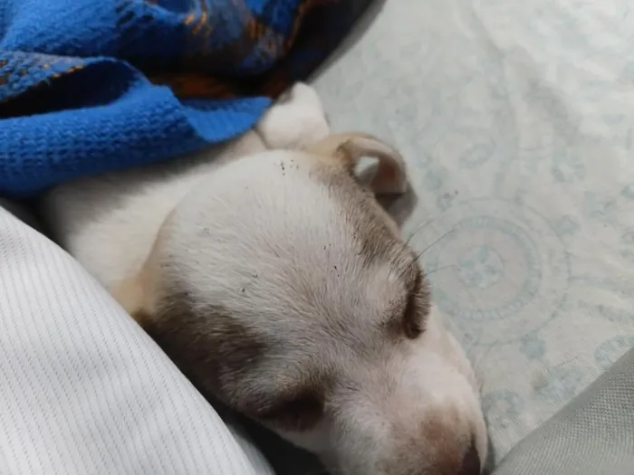 Cachorro raça SRD-ViraLata idade 2 a 6 meses nome Mabel