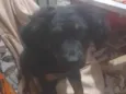todi
