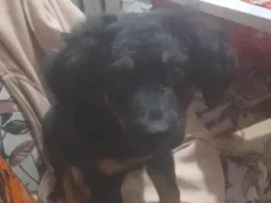 Cachorro raça Rottweiler idade Abaixo de 2 meses nome todi