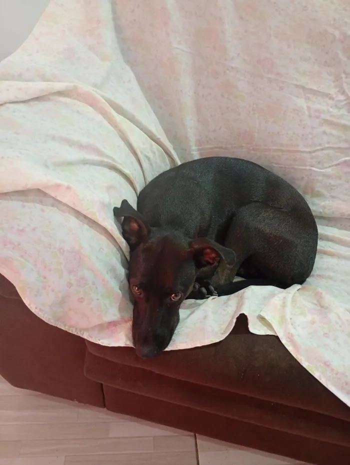 Cachorro raça SRD-ViraLata idade 2 anos nome lilica