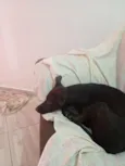 lilica