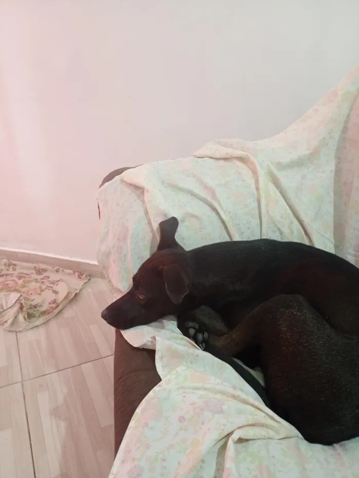 Cachorro raça SRD-ViraLata idade 2 anos nome lilica