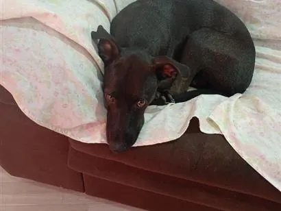 Cachorro raça SRD-ViraLata idade 2 anos nome lilica