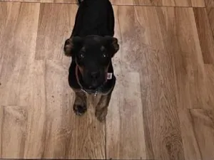 Cachorro raça SRD-ViraLata idade 2 a 6 meses nome Mel