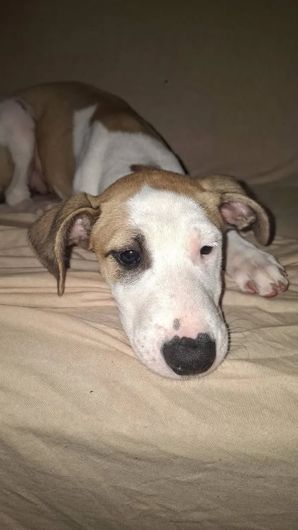 Cachorro raça SRD-ViraLata idade 2 a 6 meses nome Major