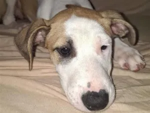 Cachorro raça SRD-ViraLata idade 2 a 6 meses nome Major
