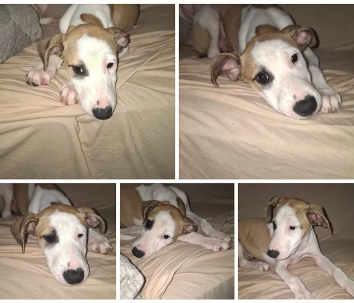 Cachorro raça SRD-ViraLata idade 2 a 6 meses nome Major
