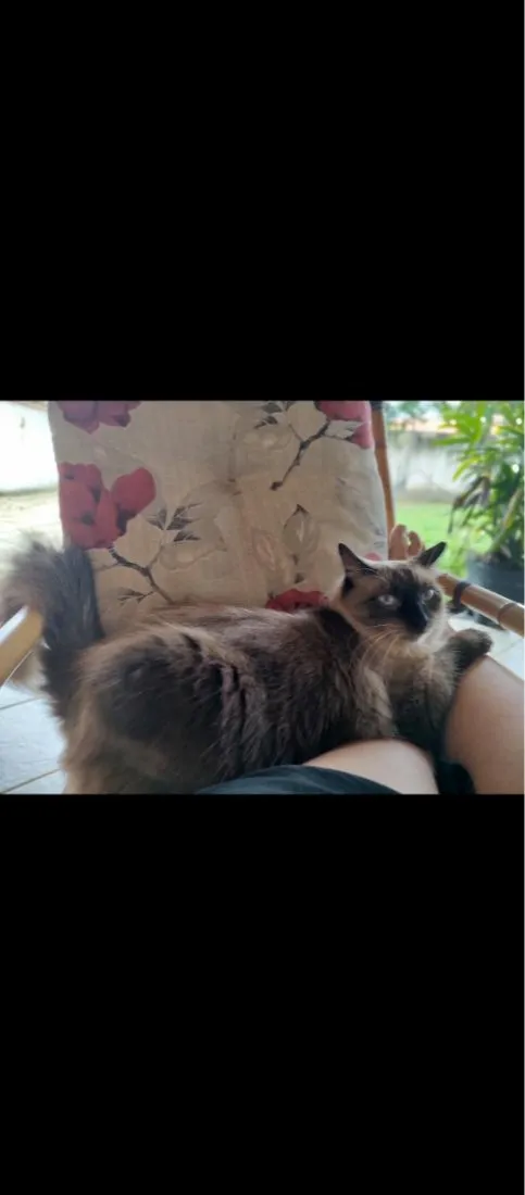 Gato raça Siamês idade 2 anos nome Café 