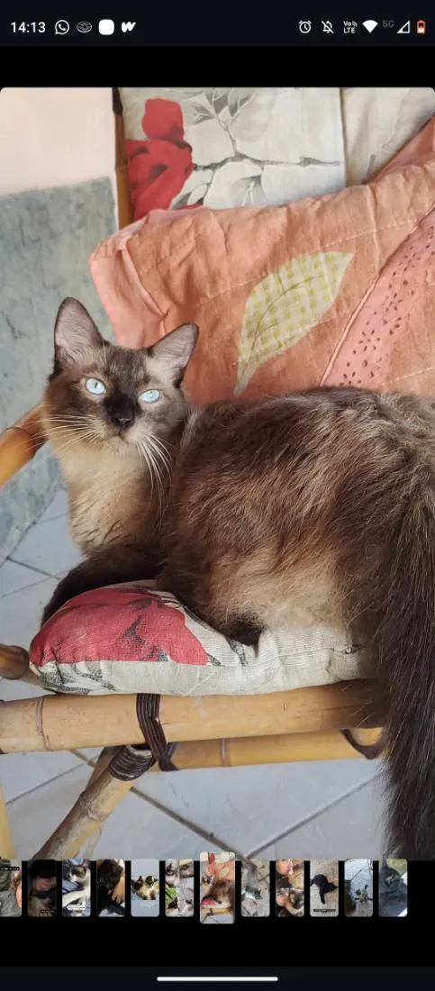 Gato raça Siamês idade 2 anos nome Café 