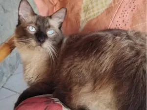 Gato raça Siamês idade 2 anos nome Café 