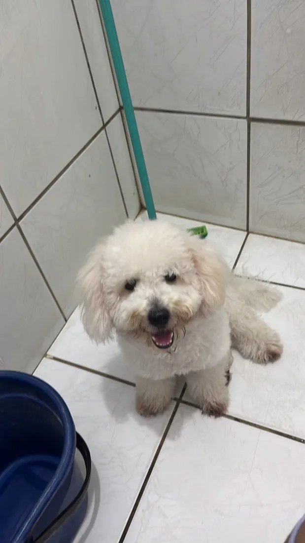Cachorro raça Poodle idade 2 anos nome Mike 
