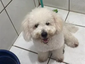 Cachorro raça Poodle idade 2 anos nome Mike 