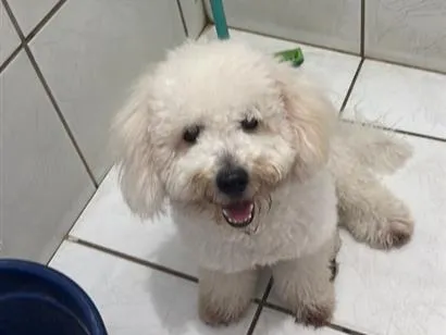 Cachorro raça Poodle idade 2 anos nome Mike 