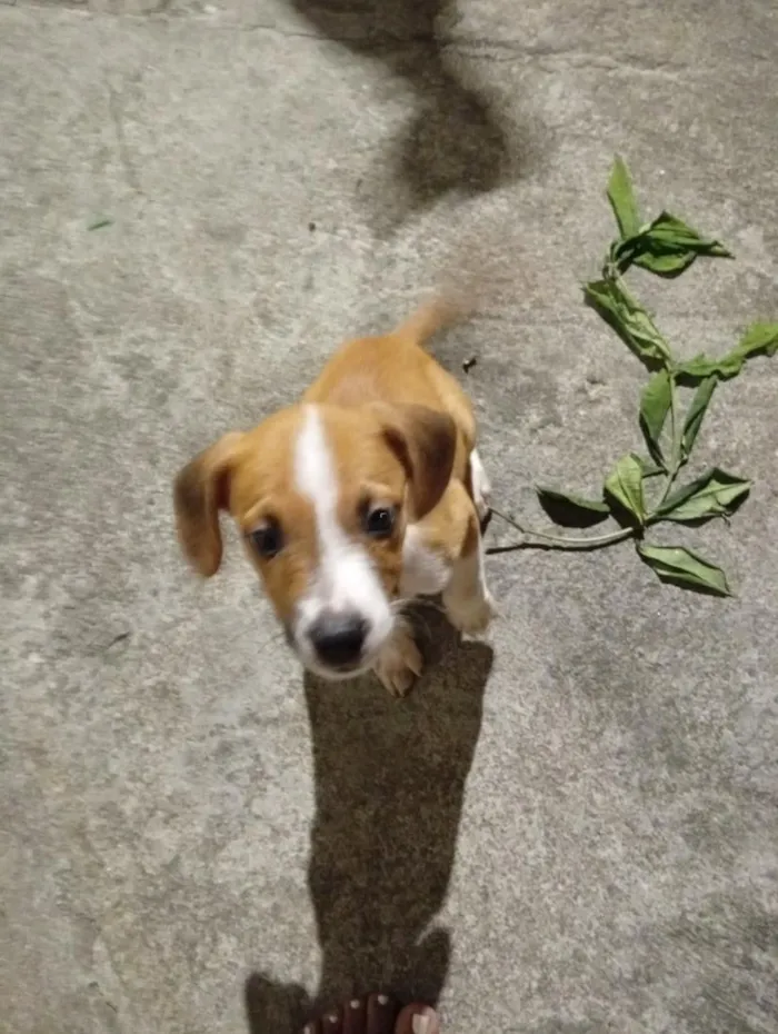 Cachorro raça SRD-ViraLata idade 2 a 6 meses nome amarelinho