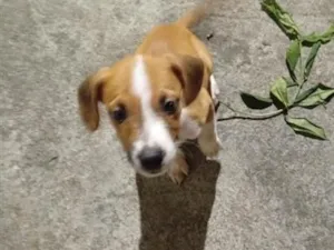 Cachorro raça SRD-ViraLata idade 2 a 6 meses nome amarelinho