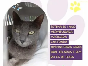 Gato raça SRD-ViraLata idade 1 ano nome Sarah