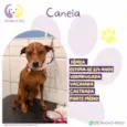 Canela