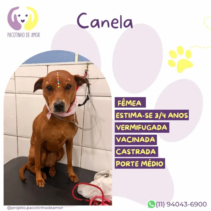 Cachorro raça SRD-ViraLata idade 3 anos nome Canela