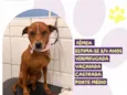 Canela