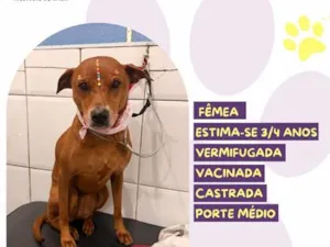 Cachorro raça SRD-ViraLata idade 3 anos nome Canela