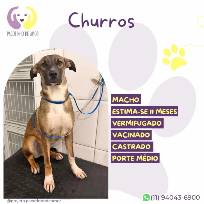 Cachorro raça SRD-ViraLata idade 7 a 11 meses nome Churros