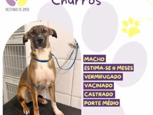 Cachorro raça SRD-ViraLata idade 7 a 11 meses nome Churros