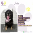 Joly