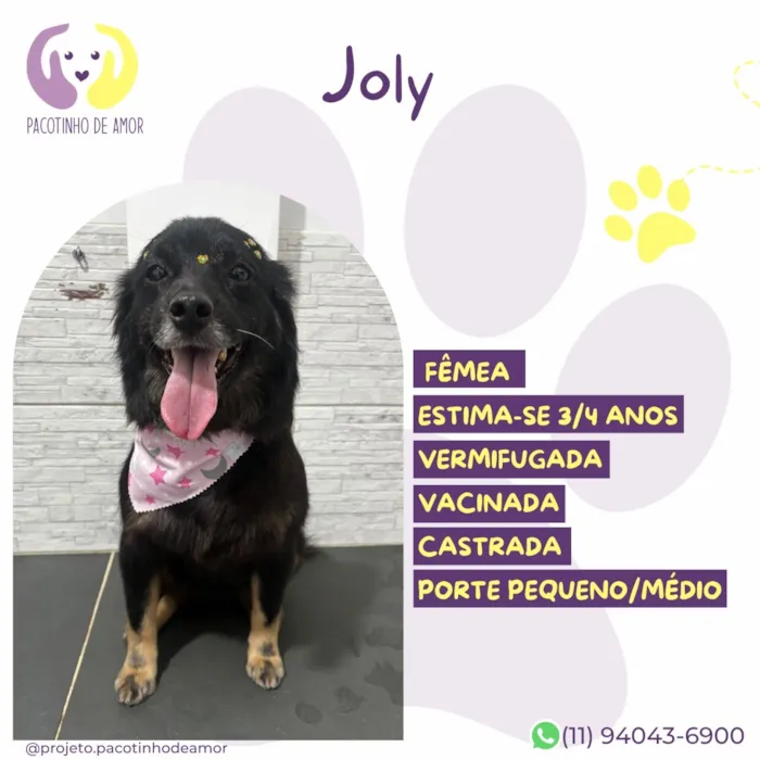 Cachorro raça SRD-ViraLata idade 3 anos nome Joly